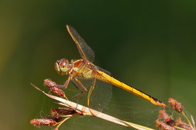 Needham's Skimmer