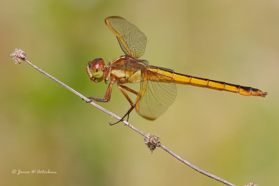 Needham's Skimmer