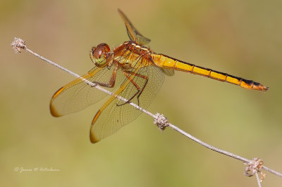 Needham's Skimmer
