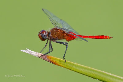 Red-tailed Pennant