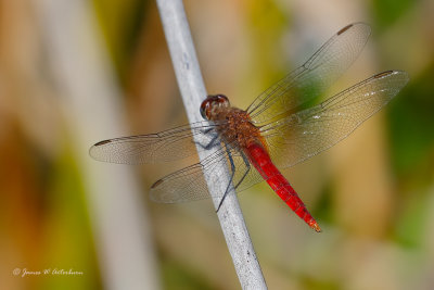 Red-tailed Pennant
