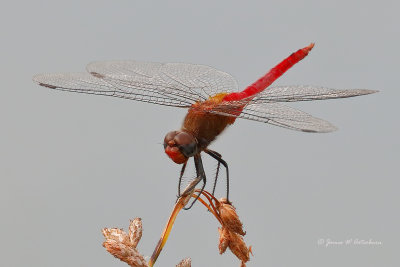 Red-tailed Pennant