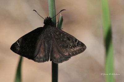 Wild Indigo Duskywing