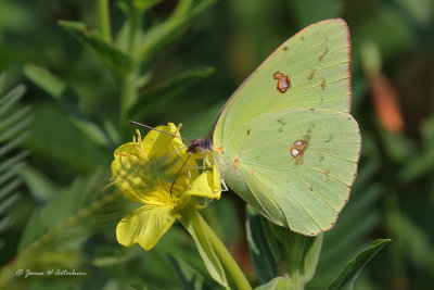 Cloudless Sulphur