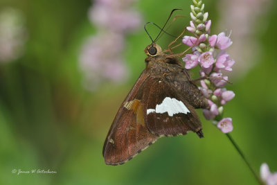 Silver-spotted Skipper