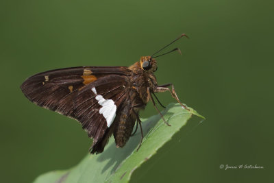 Silver-spotted Skipper