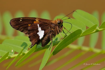 Silver-spotted Skipper