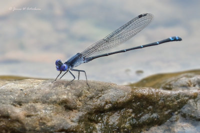 Dusky Dancer