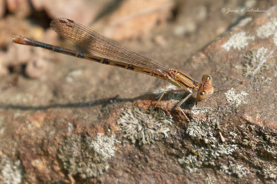 Variable Dancer