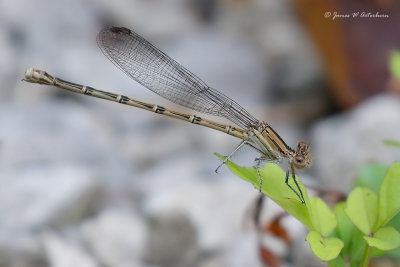 Variable Dancer