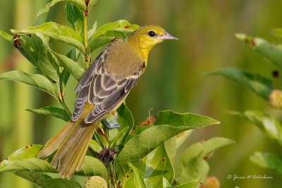 Orchard Oriole