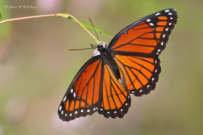 Viceroy