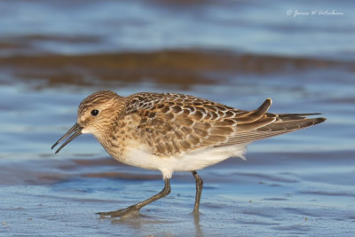 Baird's Sandpiper