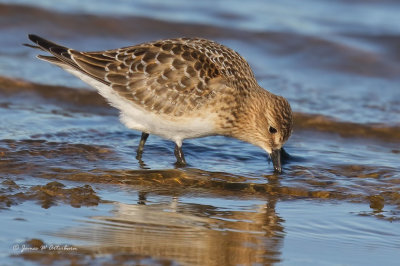 Baird's Sandpiper