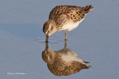 Least Sandpiper