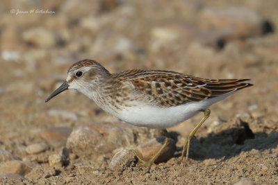 Least Sandpiper