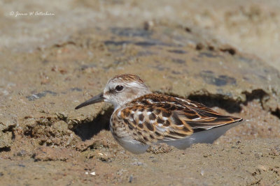 Least Sandpiper