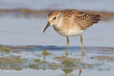 Least Sandpiper