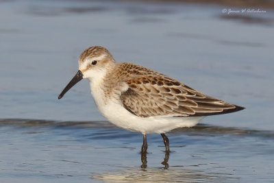 Western Sandpiper