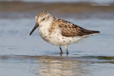 Western Sandpiper