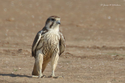 Prairie Falcon