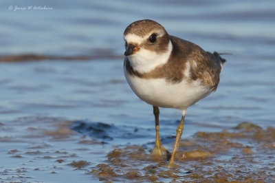 Semipalmated Plover