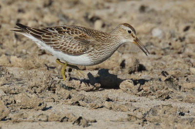 Pectoral Sandpiper