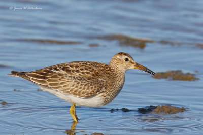 Pectoral Sandpiper