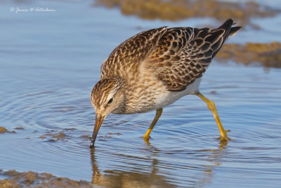 Pectoral Sandpiper