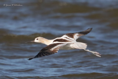 American Avocet