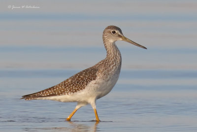 Greater Yellowlegs