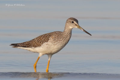 Greater Yellowlegs