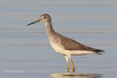 Greater Yellowlegs