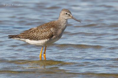 Lesser Yellowlegs