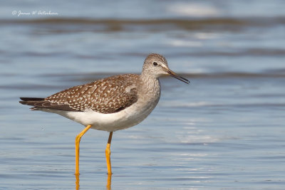 Lesser Yellowlegs