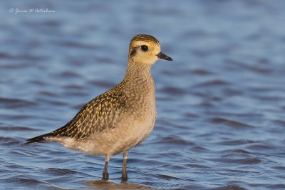 American Golden-Plover