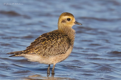 American Golden-Plover