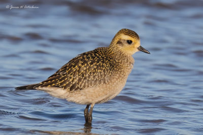 American Golden-Plover
