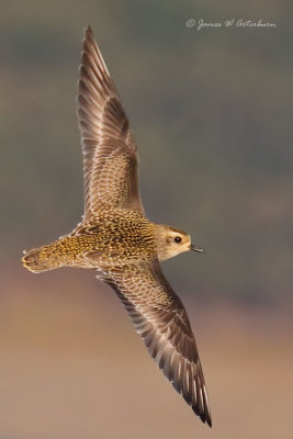 American Golden-Plover