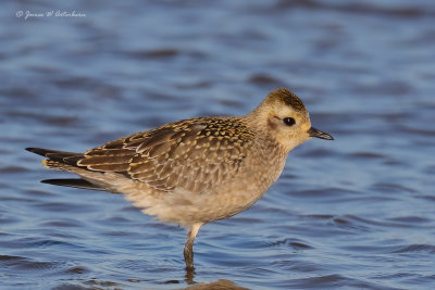 American Golden-Plover