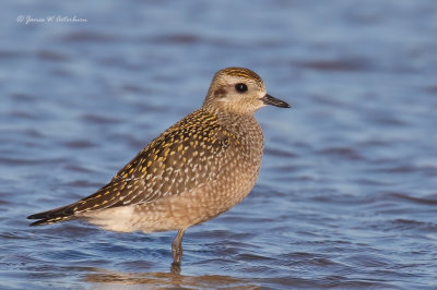 American Golden-Plover