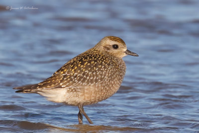 American Golden-Plover