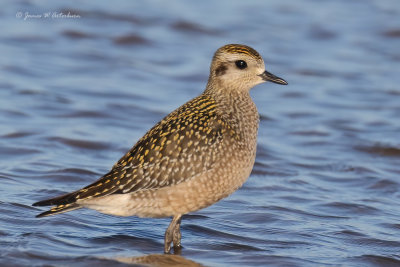 American Golden-Plover