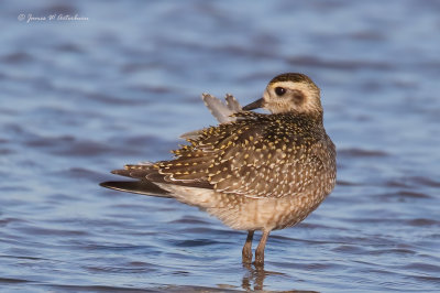 American Golden-Plover