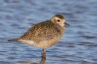 American Golden-Plover