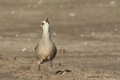 American Golden-Plover