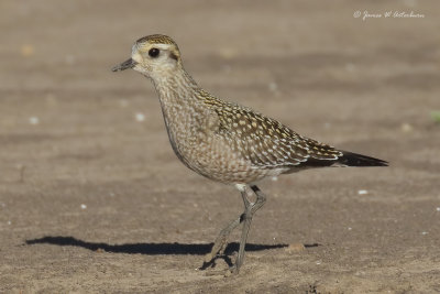 American Golden-Plover