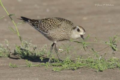 American Golden-Plover