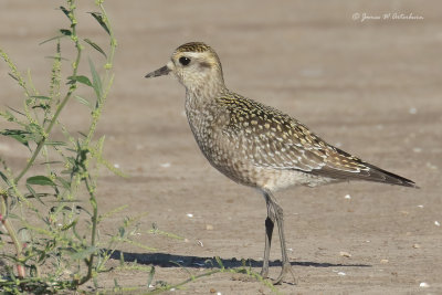 American Golden-Plover