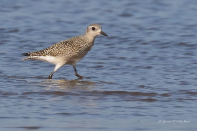 Black-bellied Plover